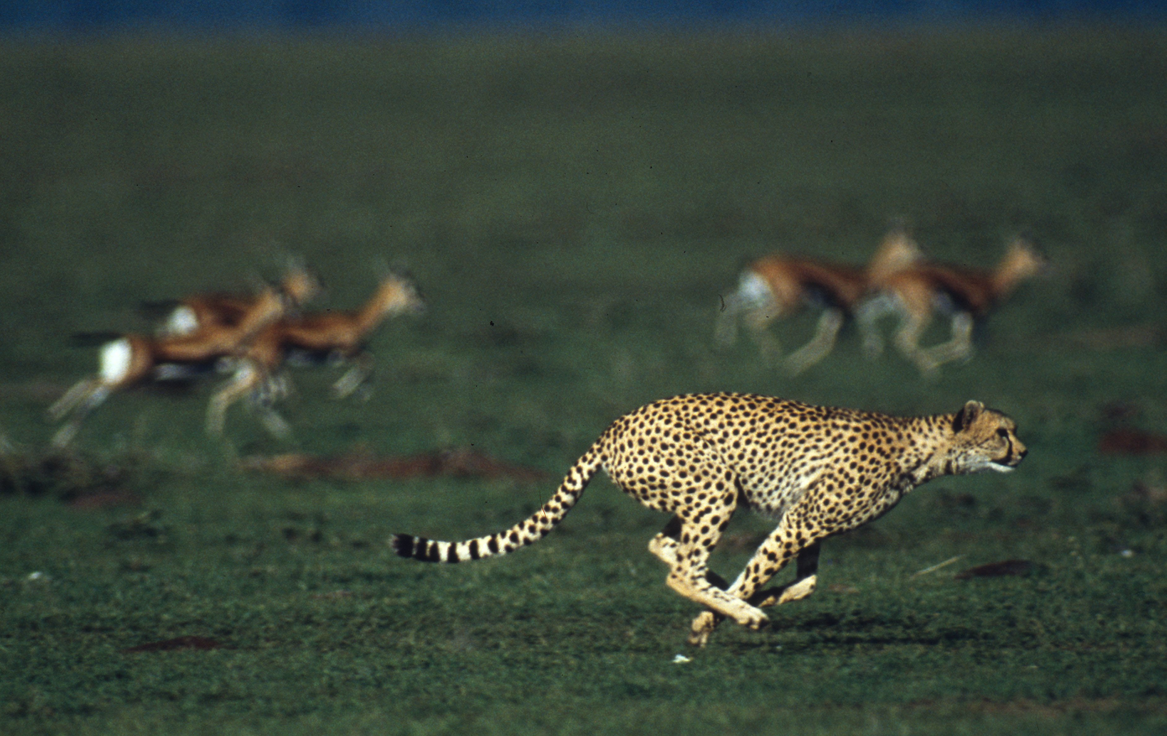 Five Animal Athletes Bound To Give Olympians A Run For Their Money